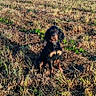 dog, black_and_tan, sitting, outdoor, field, grass, countryside, landscape, blue_sky, sunlight, portrait, pet, animal, collar, floppy_ears, looking_at_camera, rural, nature, dry_grass, clear_weather