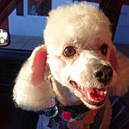Trouble is registered to the contest to win money with this photo: animal, bandana, car, closeup, collar, companion, cute, dog, ears, fur, happy, indoor, mammal, pet, poodle, seat, smiling, sunlight, vehicle, white