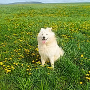 Uky participe au concours pour gagner de l'argent avec cette photo : dog, white_dog, grass, field, dandelions, flower, nature, outdoor, happy, tongue_out, pet, canine, smiling, summer, cloudy_sky, greenery, animal, fluffy, sitting, landscape