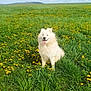dog, white_dog, grass, field, dandelions, flower, nature, outdoor, happy, tongue_out, pet, canine, smiling, summer, cloudy_sky, greenery, animal, fluffy, sitting, landscape