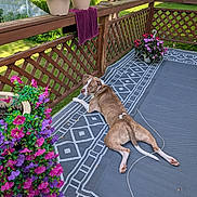 Boey joined the competition — help win amazing prizes! animal, backyard, canine, deck, dog, flower_pot, flowers, garden, greenery, leash, nature, outdoor, patterned_rug, pet, potted_plants, relaxed, resting, summer, sunlight, wooden_fence