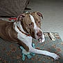 bone, brown_and_white, carpet, chew_toy, collar, couch, dog, ears, eyes, floor, indoor, living_room, looking_up, nose, paw, pet, playful, portrait, relaxed, rug