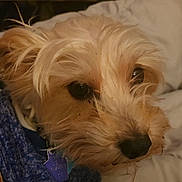 Brownie is registered to the contest to win money with this photo: dog, pet, close_up, fur, sweater, bed, indoor, cozy, cute, animal, looking_up, brown_fur, white_fur, soft, relaxed, domestic, adorable, companion, portrait, warm_lighting