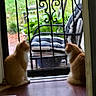 Sassy joined the competition — help win amazing prizes! cat, cats, orange_cat, white_cat, pet, animal, sitting, doorway, doorstep, security_bars, window, patio, garden, lawn, outdoor, chair, furniture, indoor, watching, ginger