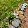 Sassy joined the competition — help win amazing prizes! cat, fluffy, long_hair, orange_and_white, pet, animal, sitting, outdoor, garden, lawn, grass, brick_path, stone_edging, plants, foliage, landscaping, portrait, daylight, white_chest, whiskers