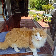 Sassy joined the competition — help win amazing prizes! cat, orange_cat, white_cat, fluffy, longhaired, fur, pet, animal, standing, doorway, glass_door, reflection, patio, garden, flowers, greenery, outdoor, sunny, garden_furniture, portrait