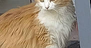 Sassy joined the competition — help win amazing prizes! cat, orange_cat, white_cat, fluffy, longhaired, fur, whiskers, ears, eyes, nose, pet, animal, sitting, window, window_frame, indoors, portrait, closeup, serious_expression, natural_light