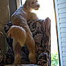 Levi joined the competition — help win amazing prizes! dog, small_dog, fluffy, curly_coat, sitting, profile, pet, animal, indoors, armchair, floral_pattern, window, sunlight, backlit, shutters, home, furniture, portrait, brown_and_white, relaxed
