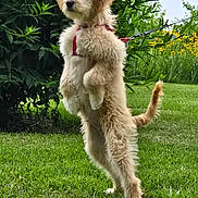 Levi joined the competition — help win amazing prizes! dog, puppy, fluffy, standing, hind_legs, outdoor, garden, grass, greenery, flowers, leash, harness, red_harness, long_fur, cream_coat, portrait, animal, cute, playful, natural_light