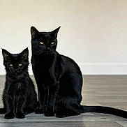 Ozzy And Matilda is registered to the contest to win money with this photo: animal, black_cat, cat, companions, domestic_cat, ears, feline, floor, fur, indoor, kitten, pet, portrait, quiet, sitting, tail, two_animals, whiskers, wooden_floor, yellow_eyes