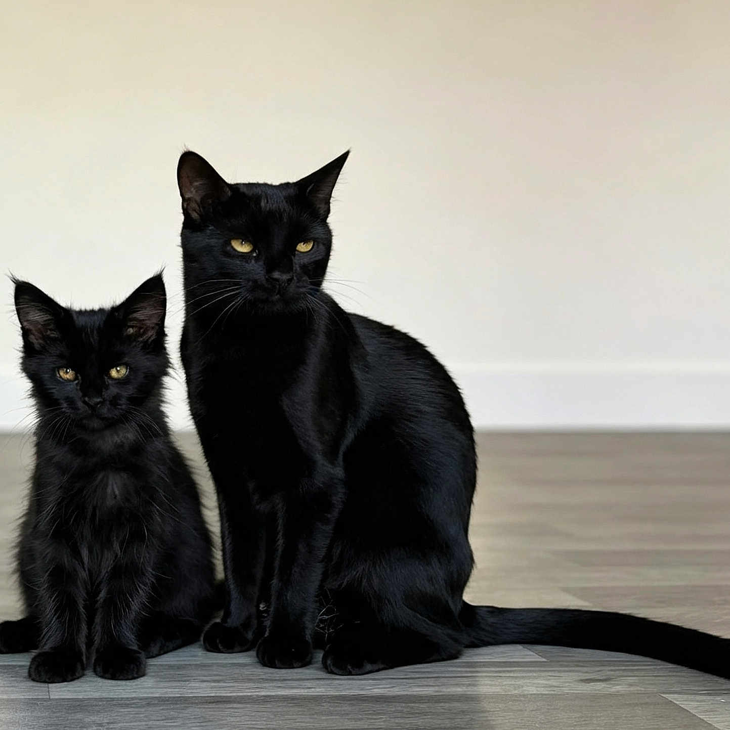 Ozzy And Matilda is registered to the contest to win money with this photo: animal, black_cat, cat, companions, domestic_cat, ears, feline, floor, fur, indoor, kitten, pet, portrait, quiet, sitting, tail, two_animals, whiskers, wooden_floor, yellow_eyes