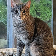 Don is registered to the contest to win money with this photo: animal, background, cat, closeup, curious, domestic, feline, fur, greenery, indoor, pens, pet, portrait, quiet, sitting, soft_light, tabby, table, whiskers, window