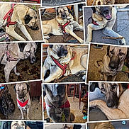 Baron a rejoint le concours — aidez-le/la à gagner de superbes lots ! brown_fur, canine, car, chain, closeup, collage, dog, fence, floor, grass, indoor, large_dog, leash, outdoor, pavement, portrait, red_harness, resting, sitting, stick