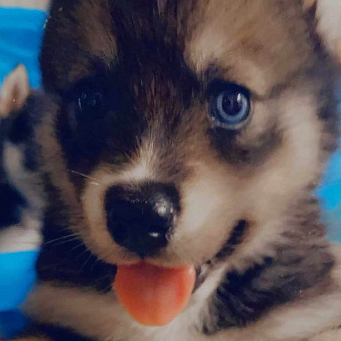 Khalessi is registered to the contest to win money with this photo: canidae, carnivore, close_up, companion_dog, dog, dog_breed, electric_blue, fawn, fur, mammal, paw, snout, sporting_group, tail, terrestrial_animal, toy_dog, vertebrate, whiskers, working_animal, working_dog