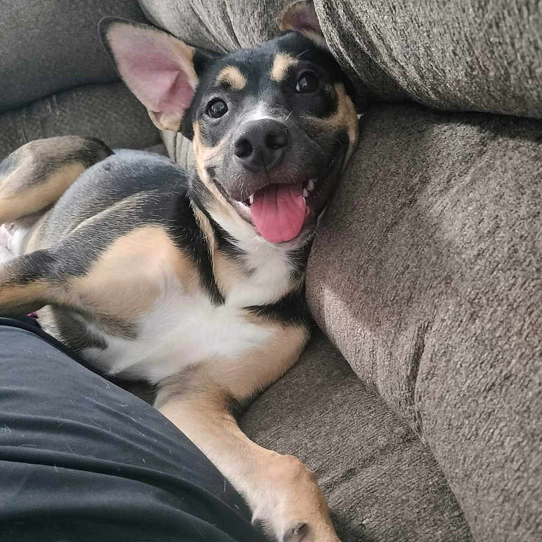 Felony is registered to the contest to win money with this photo: animal, beagle, blanket, bodypart, canine, chihuahua, couch, cushion, dog, furniture, homedecor, hound, mouth, person, pet, pillow, puppy, sleeping, snout, tongue