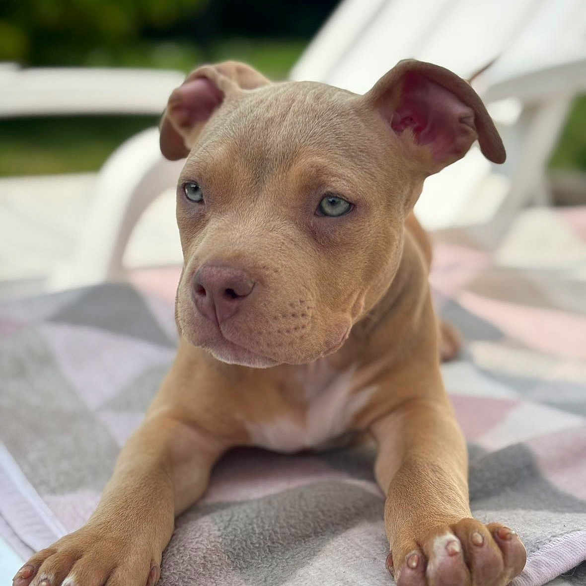 Yoda a rejoint le concours — aidez-le/la à gagner de superbes lots ! animal, blanket, canine, close_up, cute, daylight, dog, ears, fur, lounge_chair, nature, outdoor, paws, pet, portrait, puppy, relaxing, resting, summer, young_dog