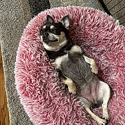 Gracie joined the competition — help win amazing prizes! animal, carpet, chihuahua, comfortable, cozy, cute, dog, ears, fluffy, fur, home, indoor, lying_down, paw, pet, pink_bed, relaxed, resting, sleepy, small_dog