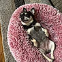 animal, carpet, chihuahua, comfortable, cozy, cute, dog, ears, fluffy, fur, home, indoor, lying_down, paw, pet, pink_bed, relaxed, resting, sleepy, small_dog