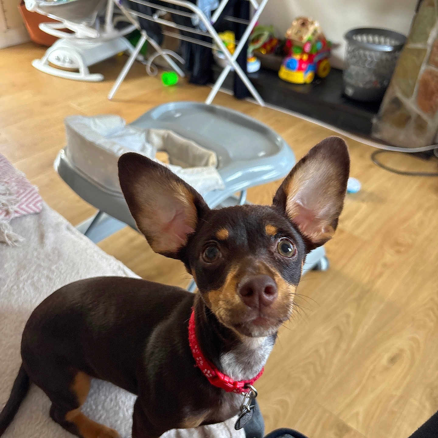 Rosie joined the competition — help win amazing prizes! animal, blanket, brown_dog, curious, cute, dog, domestic, ears, flooring, furniture, home, household, indoor, laundry_rack, looking_up, pet, puppy, red_collar, small_dog, toys