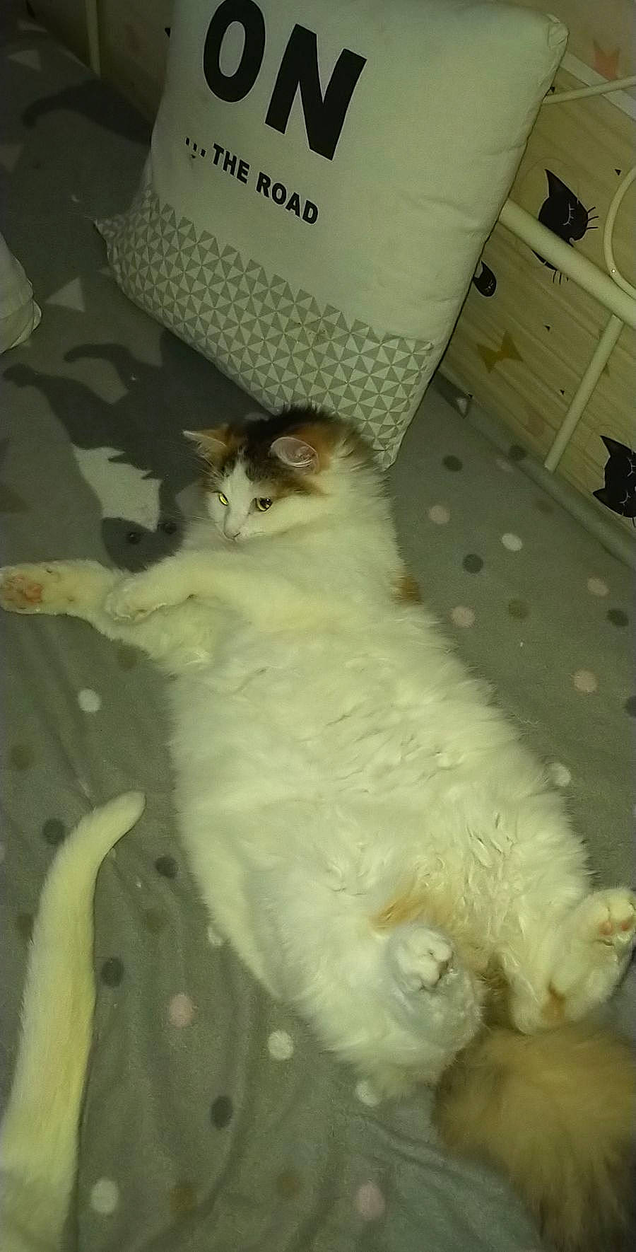 Lyzzie participe au concours pour gagner de l'argent avec cette photo : carnivore, cat, claw, dog_breed, felidae, fur, head, paw, small_to_medium_sized_cats, snout, tail, terrestrial_animal, whiskers