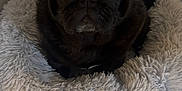 Paddle participe au concours pour gagner de l'argent avec cette photo : dog, pug, black_dog, pet_bed, fluffy_bed, indoor, floor_tiles, looking_up, cute, animal, companion, small_dog, furry, snout, ears, pet, resting, domestic, cozy, adorable