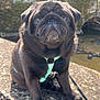 Paddle participe au concours pour gagner de l'argent avec cette photo : dog, pug, black_dog, pet, harness, leash, outdoor, stone_ledge, sunlight, moss, wall, water, animal, cute, portrait, sitting, canine, closeup, daylight, nature