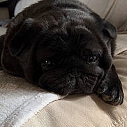 Paddle participe au concours pour gagner de l'argent avec cette photo : dog, pug, black_dog, pet, canine, lying_down, couch, blanket, indoor, close_up, fur, animal, face, paw, resting, cute, expression, home, domestic, portrait