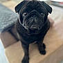 Paddle participe au concours pour gagner de l'argent avec cette photo : dog, pug, black_dog, pet, indoor, couch, blanket, animal, cute, portrait, sitting, fur, face, companion, domestic, mammal, friendly, closeup, household, canine