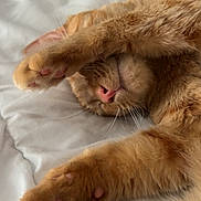 Kumi a rejoint le concours — aidez-le/la à gagner de superbes lots ! cat, ginger_cat, paw, sleeping, cozy, bed, white_bedspread, pet, feline, closeup, whiskers, pink_nose, fur, relaxed, indoor, cute, animal, resting, soft, warm