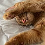 cat, ginger_cat, paw, sleeping, cozy, bed, white_bedspread, pet, feline, closeup, whiskers, pink_nose, fur, relaxed, indoor, cute, animal, resting, soft, warm