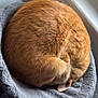 Kumi a rejoint le concours — aidez-le/la à gagner de superbes lots ! cat, ginger_cat, curled_up, cozy, cat_bed, fur, orange, pet, sleeping, indoor, window, gray, soft, round, animal, cute, domestic, resting, feline, toy_mouse