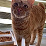 cat, orange_tabby, pet, food_bowl, kibble, window, blinds, curious, whiskers, ears, tail, indoor, floor, tile, domestic_animal, feline, animal, close_up, standing, household
