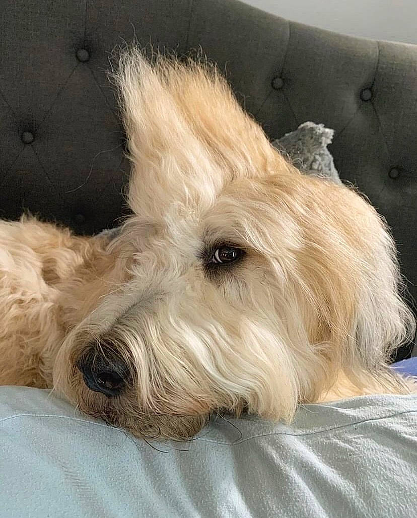 Boomer is registered to the contest to win money with this photo: biewer_terrier, canidae, carnivore, collar, companion_dog, dog, dog_breed, dog_supply, ear, fawn, fur, maltepoo, nap, scottish_terrier, small_terrier, sporting_group, terrestrial_animal, terrier, toy_dog, working_animal