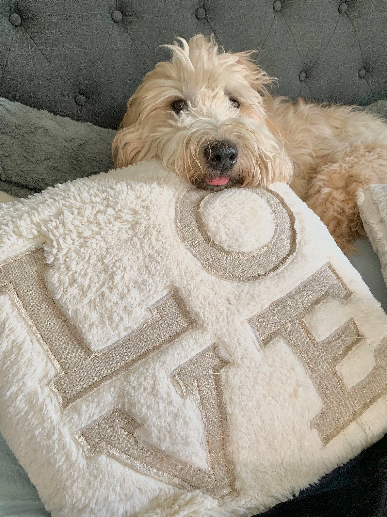 Boomer is registered to the contest to win money with this photo: bedding, beige, canidae, carnivore, comfort, companion_dog, dog, dog_breed, dog_supply, fawn, flooring, fur, linens, pillow, rectangle, throw_pillow, toy_dog, white, wood, working_animal