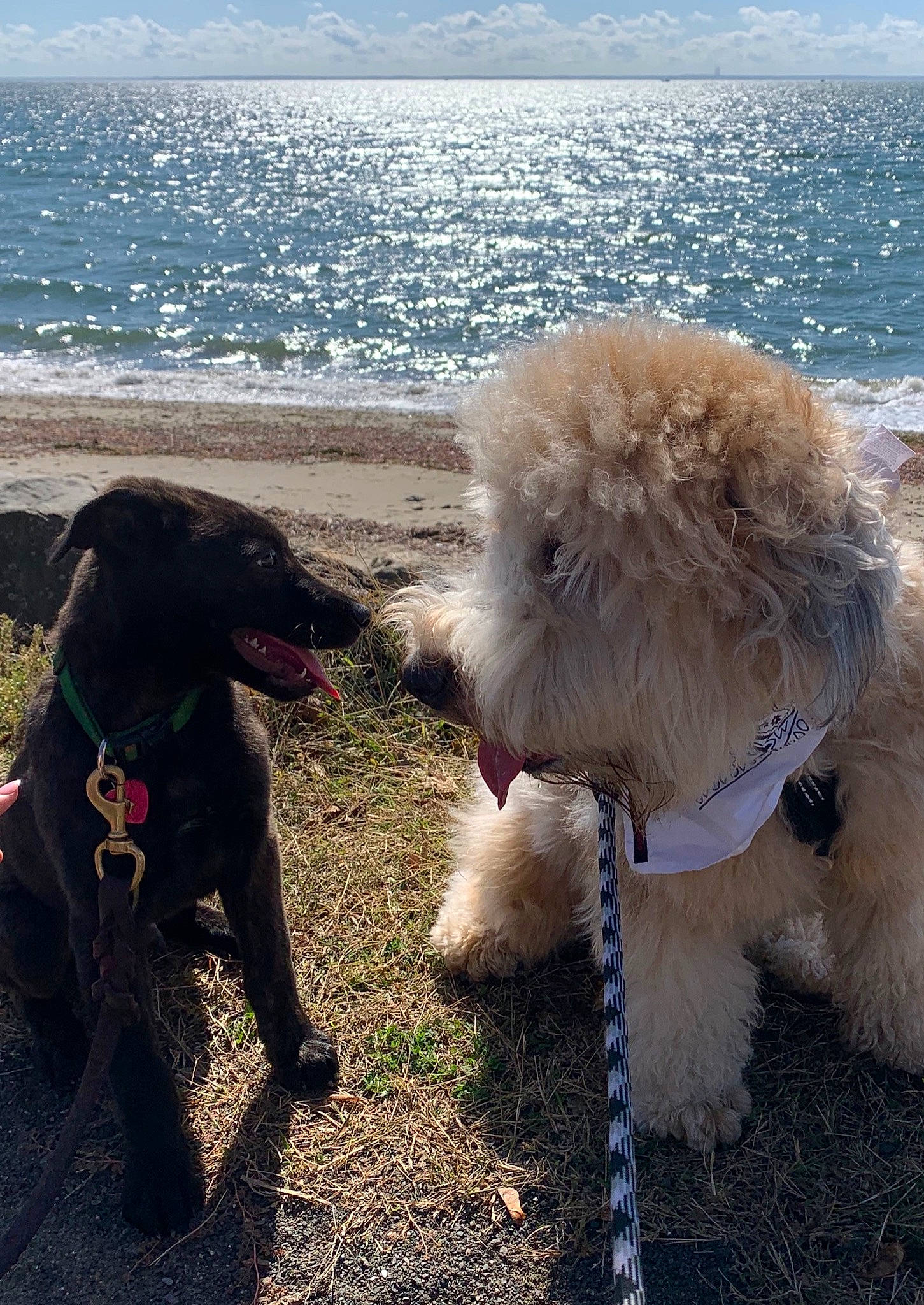 Boomer joined the competition — help win amazing prizes! beach, blue, carnivore, companion_dog, dog, dog_breed, dog_collar, grass, labradoodle, lake, morning, poodle, sky, sporting_group, tail, terrier, toy_dog, water, water_dog, working_animal
