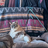 Miss Nagatha is registered to the contest to win money with this photo: cat, feline, chair, blanket, indoor, relaxed, pet, fur, blue_eyes, cozy, home, resting, couch, animal, comfortable, domestic, mammal, whiskers, paw, seated