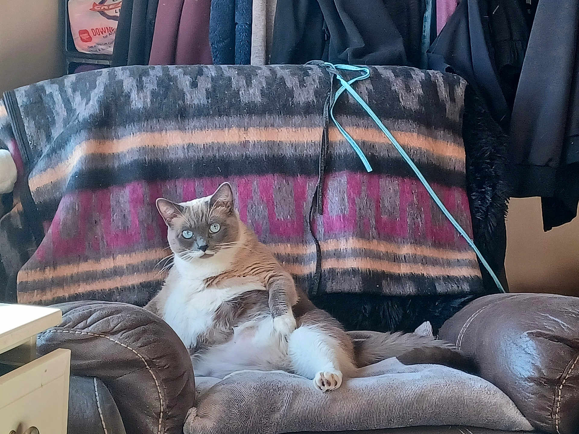 Miss Nagatha is registered to the contest to win money with this photo: cat, feline, chair, blanket, indoor, relaxed, pet, fur, blue_eyes, cozy, home, resting, couch, animal, comfortable, domestic, mammal, whiskers, paw, seated