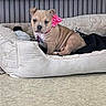 animal, blanket, carpet, comfort, cozy, cute, dog, dog_bed, domestic_animal, fireplace, furnishing, indoor, pet, pink_bow, puppy, relaxing, sitting, small_dog, warm, young_dog