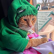 Chester Cheetos joined the competition — help win amazing prizes! cat, orange_cat, pet, hoodie, green_clothing, costume, funny, grumpy, face, whiskers, eyes, indoors, window, blanket, colorful, cartoon, hearts, lounging, portrait, daylight