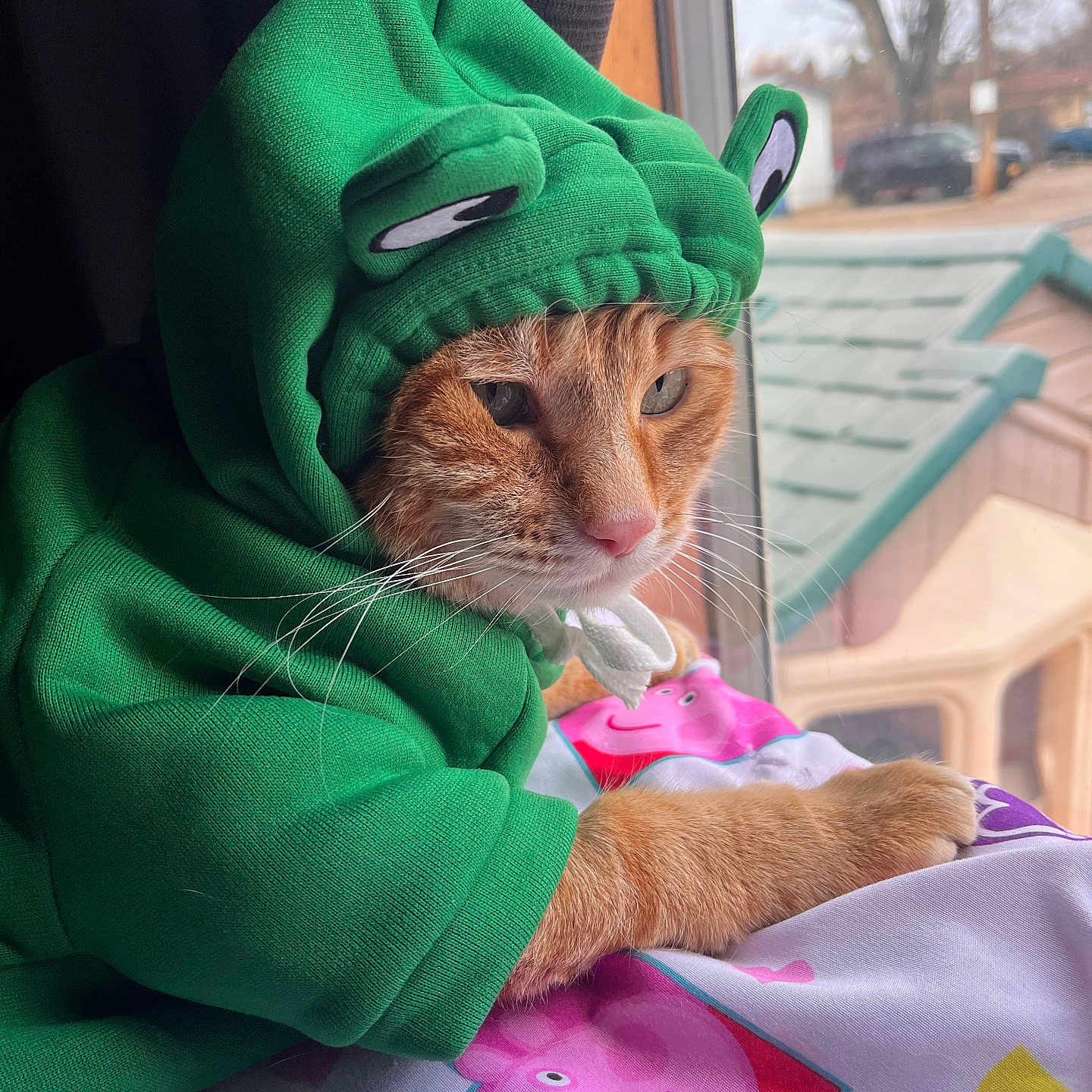 Chester Cheetos joined the competition — help win amazing prizes! cat, orange_cat, pet, hoodie, green_clothing, costume, funny, grumpy, face, whiskers, eyes, indoors, window, blanket, colorful, cartoon, hearts, lounging, portrait, daylight