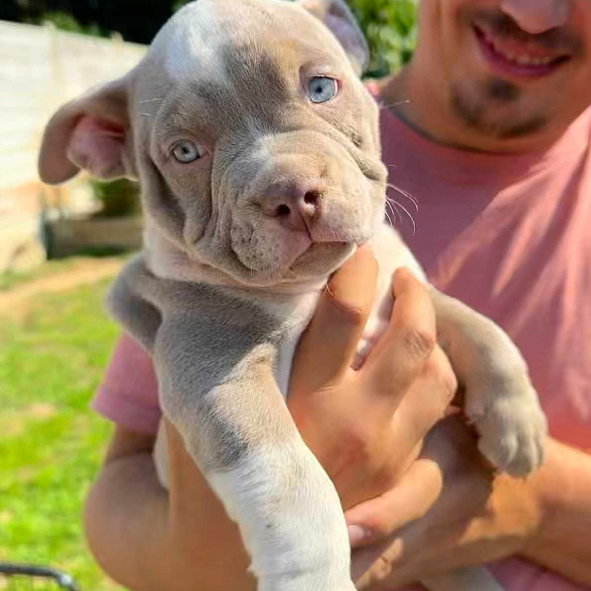 Vénom a rejoint le concours — aidez-le/la à gagner de superbes lots ! animal, baby, bostonbull, boxer, bulldog, canine, doctor, dog, face, frenchbulldog, happy, head, hound, husky, person, pet, pitbull, puppy, smile, snout