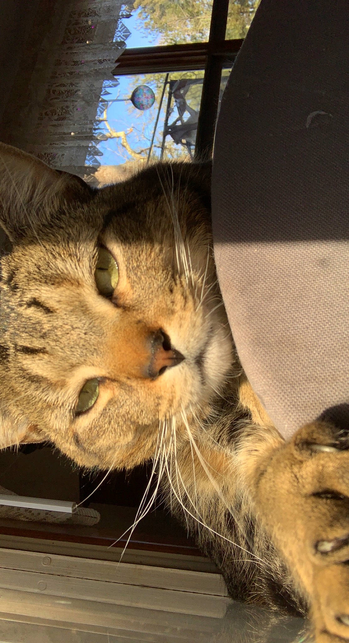 Bean joined the competition — help win amazing prizes! carnivore, cat, claw, comfort, domestic_short_haired_cat, fawn, felidae, fur, mammal, metal, nap, paw, sleep, small_to_medium_sized_cats, snout, tail, whiskers, wildlife, wood