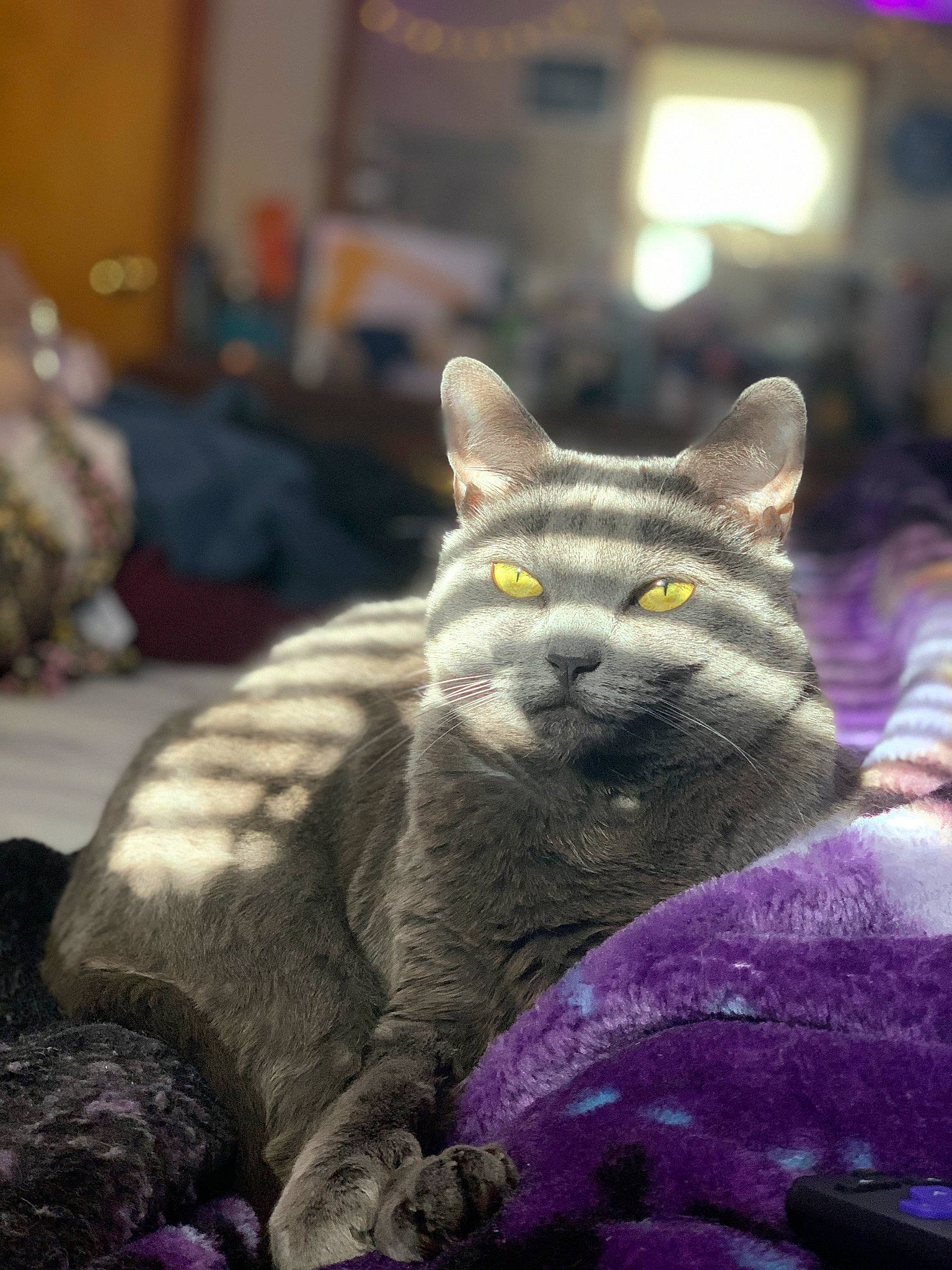 Kitten joined the competition — help win amazing prizes! art, carnivore, cat, domestic_short_haired_cat, felidae, fur, grey, purple, russian_blue, sitting, small_to_medium_sized_cats, snout, tail, terrestrial_animal, whiskers