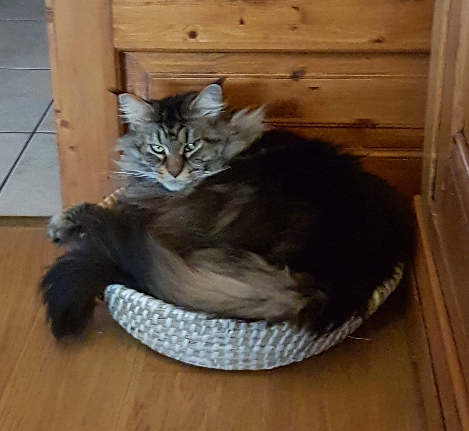 Irka a rejoint le concours — aidez-le/la à gagner de superbes lots ! asian, carnivore, cat, cat_bed, cat_supply, domestic_long_haired_cat, domestic_short_haired_cat, egyptian_mau, european_shorthair, felidae, hardwood, kitten, maine_coon, norwegian_forest_cat, ragamuffin, siberian, small_to_medium_sized_cats, tabby_cat, tail, whiskers