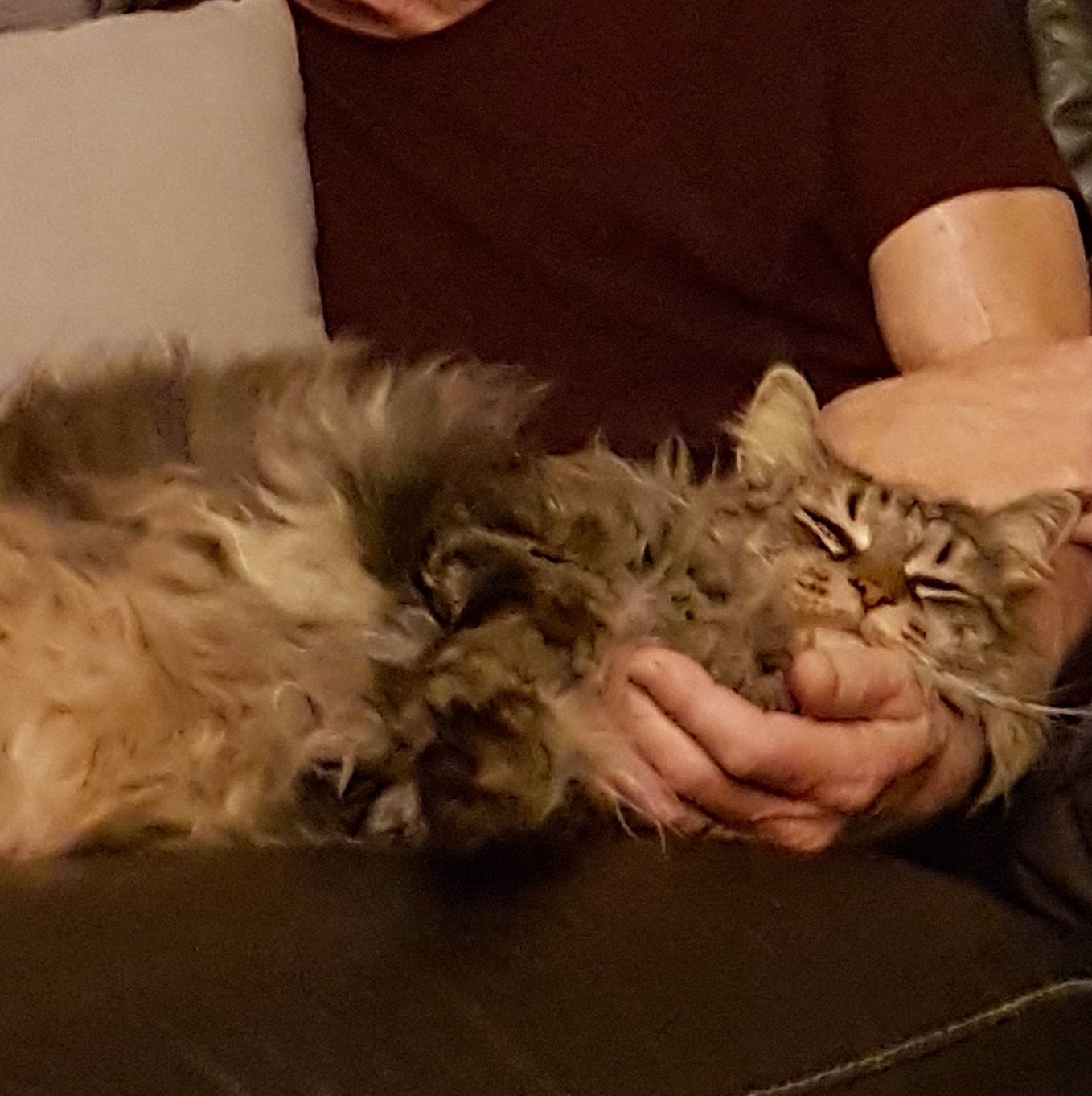 Irka participe au concours pour gagner de l'argent avec cette photo : american_curl, asian, british_longhair, carnivore, cat, claw, domestic_long_haired_cat, european_shorthair, felidae, fur, kitten, laperm, maine_coon, norwegian_forest_cat, pixie_bob, ragamuffin, siberian, small_to_medium_sized_cats, tabby_cat, whiskers