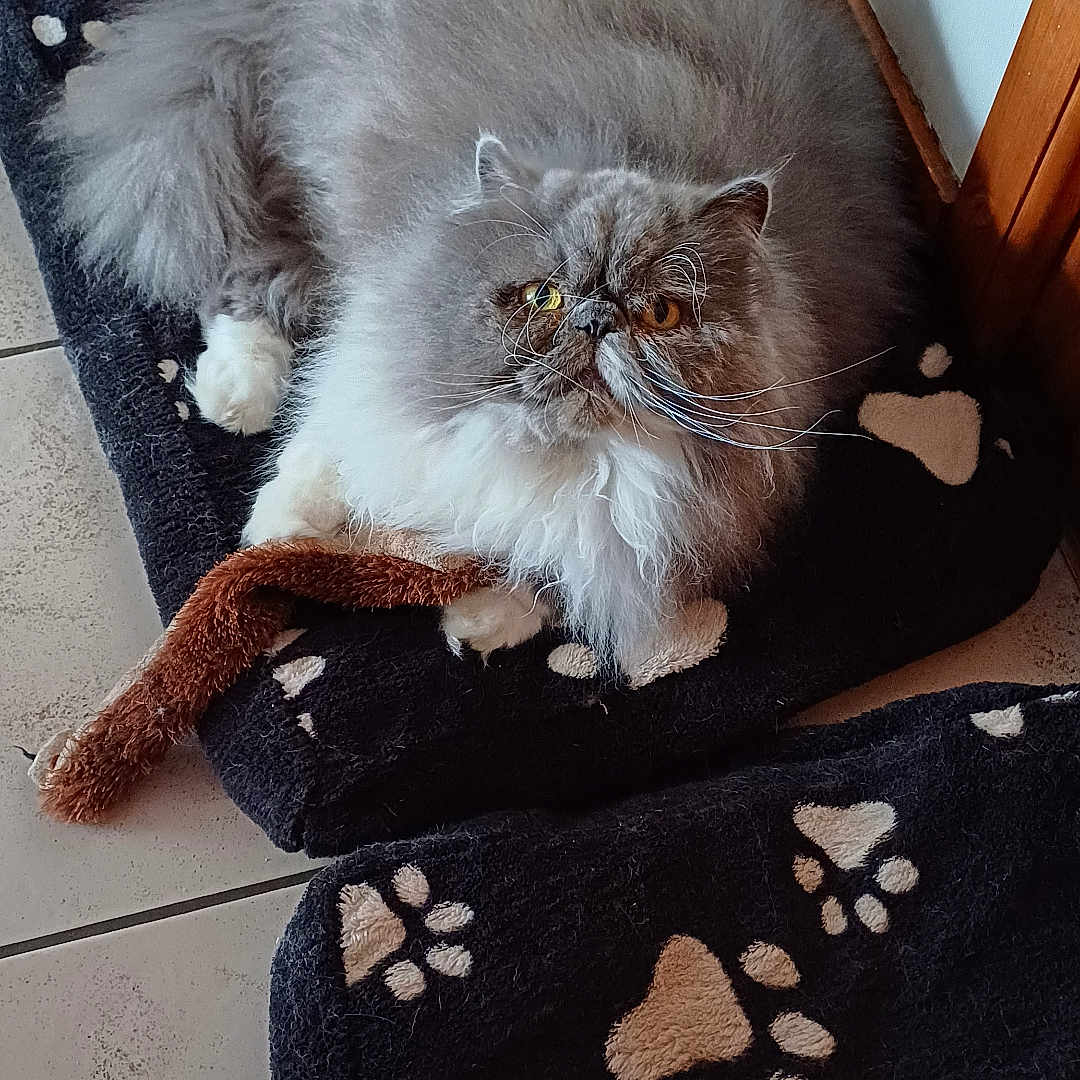 Django participe au concours pour gagner de l'argent avec cette photo : angora, animal, blanket, canine, cat, cushion, dog, dogbed, furniture, hardwood, homedecor, kitten, linen, manx, mat, person, pet, rug, sleeping, wood