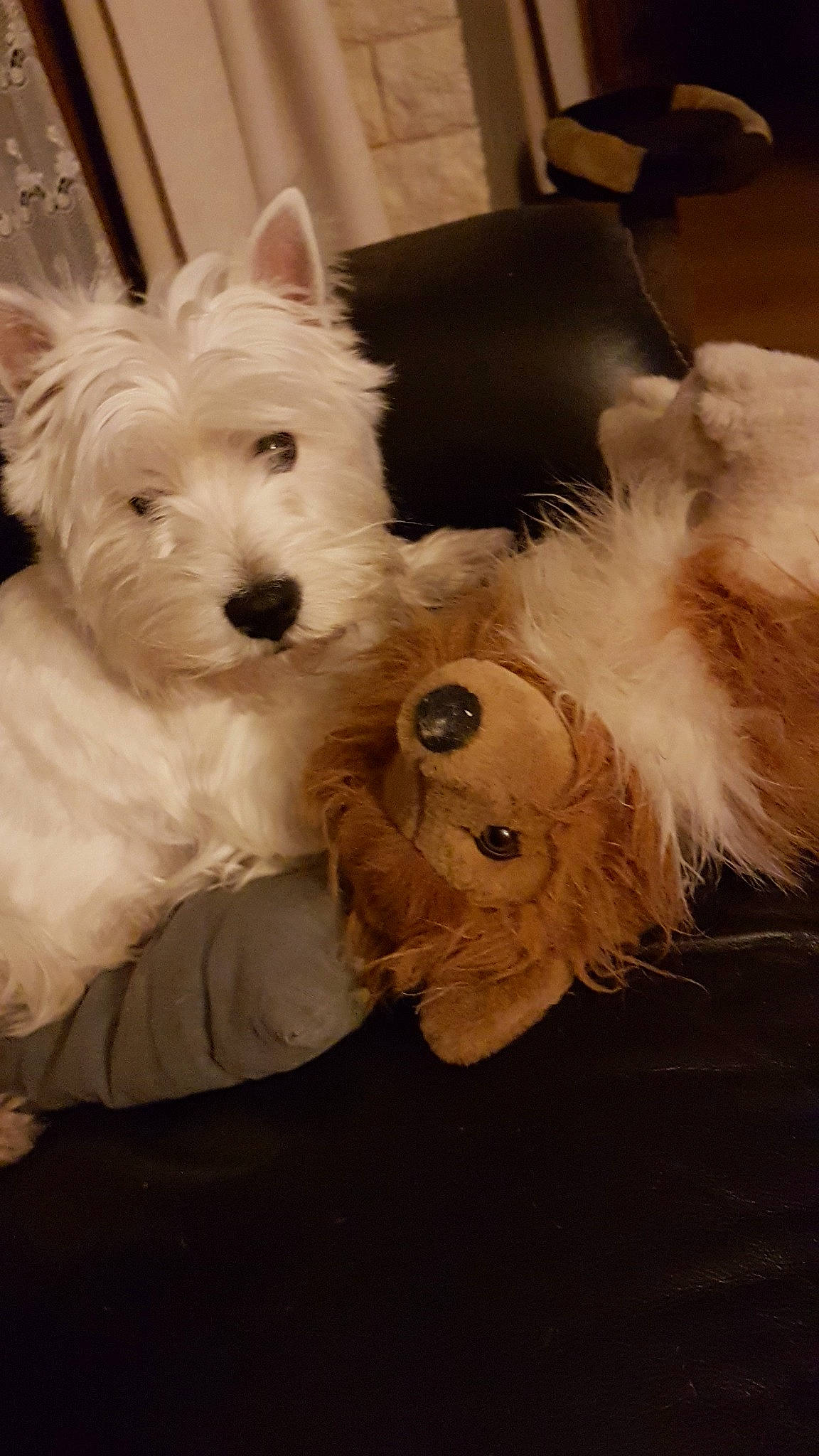 Nicky participe au concours pour gagner de l'argent avec cette photo : canidae, carnivore, companion_dog, coton_de_tulear, dog, dog_breed, glen_of_imaal_terrier, maltepoo, maltese, mammal, non_sporting_group, puppy, rare_breed_dog, schnoodle, sealyham_terrier, small_terrier, terrier, toy_dog, vertebrate, west_highland_white_terrier