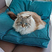 Capucine participe au concours pour gagner de l'argent avec cette photo : cat, fluffy, longhaired, blue_eyes, cream_fur, brown_fur, animal, pet, cushion, chair, sofa, indoor, living_room, window, houseplant, relaxed, sitting, portrait, whiskers, cozy