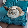 cat, fluffy, longhaired, blue_eyes, cream_fur, brown_fur, animal, pet, cushion, chair, sofa, indoor, living_room, window, houseplant, relaxed, sitting, portrait, whiskers, cozy