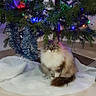 Capucine a rejoint le concours — aidez-le/la à gagner de superbes lots ! cat, fluffy_cat, christmas_tree, holiday, ornaments, string_lights, tinsel, christmas_decorations, pet, animal, sitting, indoors, portrait, long_hair, blue_eyes, tail, tree_skirt, festive, home, floor